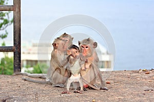 Monkey and Family