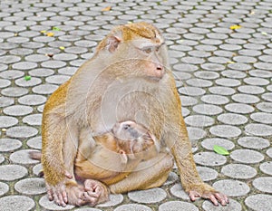 Monkey family