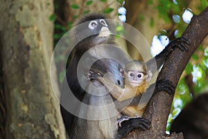 Monkey family