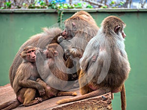 Monkey family