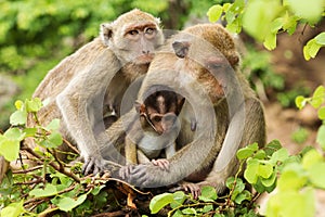 Monkey Family
