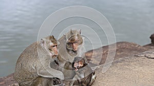 Monkey family with baby monkey shivering in loving mother monkey`s arms