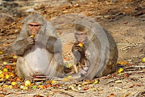 Monkey family with baby sitting and eating fruits, India