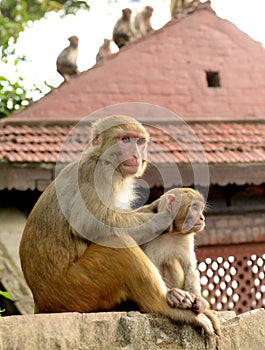 Monkey family in Kathmandu