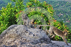 monkey family live free roam in safari park