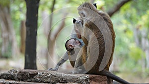 Monkey Family With family members baby, drink his mother milk