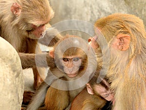 Monkey family at Monkey Temple