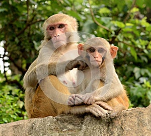 Monkey family at Monkey Temple