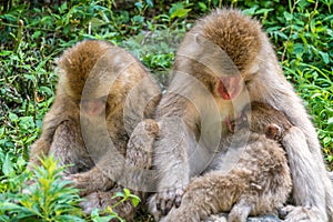 Monkey family, Mother Breast-feeding wild young baby japanese Macaque (Macaca Fuscata)