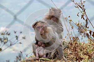 monkey family mother monkey brest feeds its baby