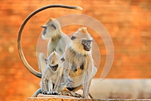 Monkey family. Mother and young running on the wall. Wildlife of Sri Lanka. Common Langur, Semnopithecus entellus, monkey on the