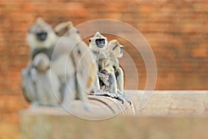 Monkey family. Mother and young running on the wall. Wildlife of Sri Lanka. Common Langur, Semnopithecus entellus, monkey on the