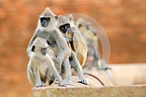 Monkey family. Mother and young running on the wall. Wildlife of Sri Lanka. Common Langur, Semnopithecus entellus, monkey on the