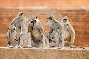 Monkey family. Mother and young running on the wall. Wildlife of Sri Lanka. Common Langur, Semnopithecus entellus, monkey on the