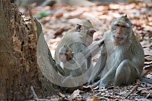 Monkey family relaxing in Thailand