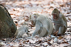Monkey family relaxing in Thailand