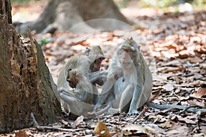 Monkey family relaxing in Thailand