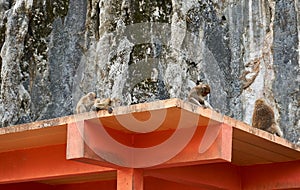 Monkey family on roof at monkey temple Wat Tham Pla-Pha Sua, outside at Chiang Rai, Thailand.