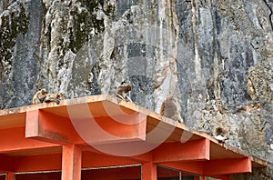 Monkey family on roof at monkey temple Wat Tham Pla-Pha Sua, outside at Chiang Rai, Thailand.