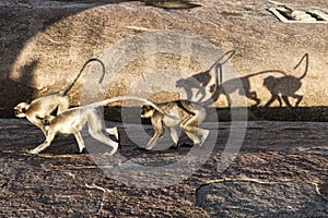 Monkey family among the ruins of ancient city, India