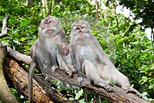 Monkey family in sacred monkey in Ubud