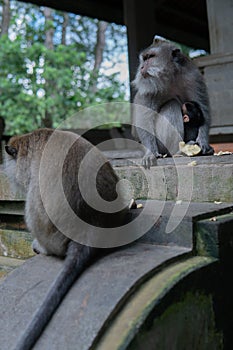 Monkey family sits on steps at Monkey Forrest