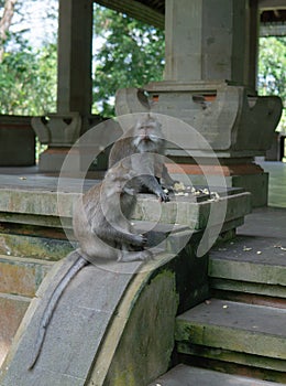 Monkey family sits on steps at Monkey Forrest