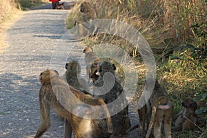 Monkey family sitting in park by victoria falls in simbabwe in africa.