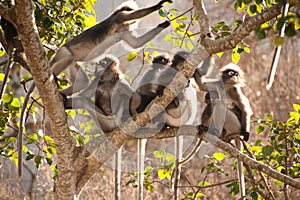 Monkey family sitting on tree resting ( Presbytis obscura reid