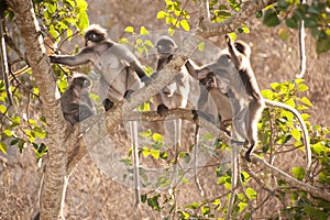 Monkey family sitting on tree resting ( Presbytis obscura reid ).