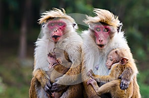 Opice rodina 