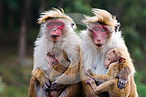 Monkey family
