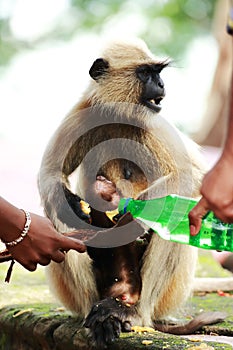Monkey feeding