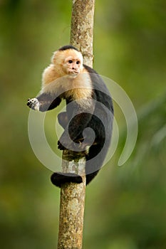 Monkey feeding banana. White-headed Capuchin, black monkey sitting on tree branch in the dark tropical forest. Wildlife of Costa R