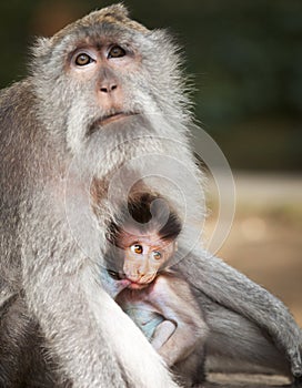 Monkey feeds her cub. Animals - mother and child