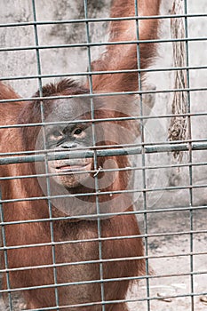 A monkey feeling loneliness and sadness behind jail. the eyes of a monkey as a result of being placed in a cage in the zoo