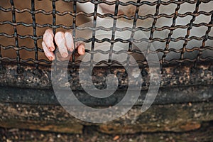 A monkey feeling loneliness and sadness behind jail. the eyes of a monkey as a result of being placed in a cage in the zoo