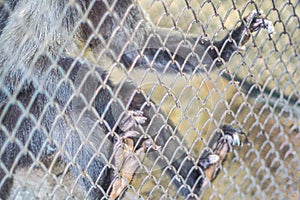 A monkey feeling loneliness and sadness behind jail. the eyes of a monkey as a result of being placed in a cage in the zoo