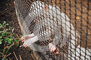 A monkey feeling loneliness and sadness behind jail. the eyes of a monkey as a result of being placed in a cage in the zoo