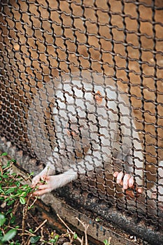 A monkey feeling loneliness and sadness behind jail. the eyes of a monkey as a result of being placed in a cage in the zoo