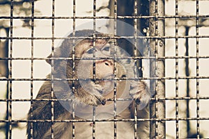 Monkey feeling sad in the cage