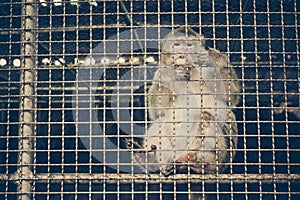 Monkey feeling sad in the cage