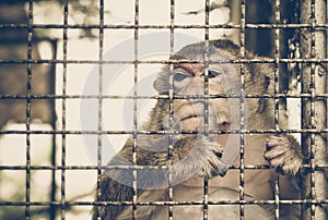 Monkey feeling sad in the cage