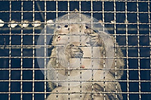 Monkey feeling sad in the cage
