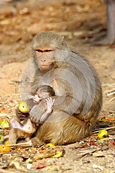 Monkey female with baby eating fruit, India.