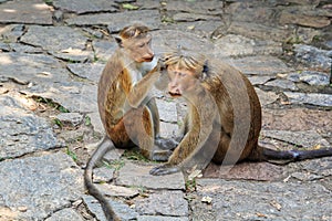 monkey female cares for a wounded male monkey