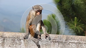 Monkey on the fence