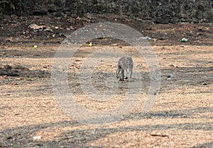 A monkey is in a field with grass that is dry due to the dry season