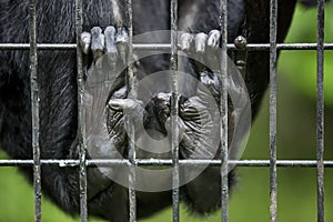 Monkey finger in the cage