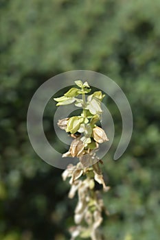 Monkey flower